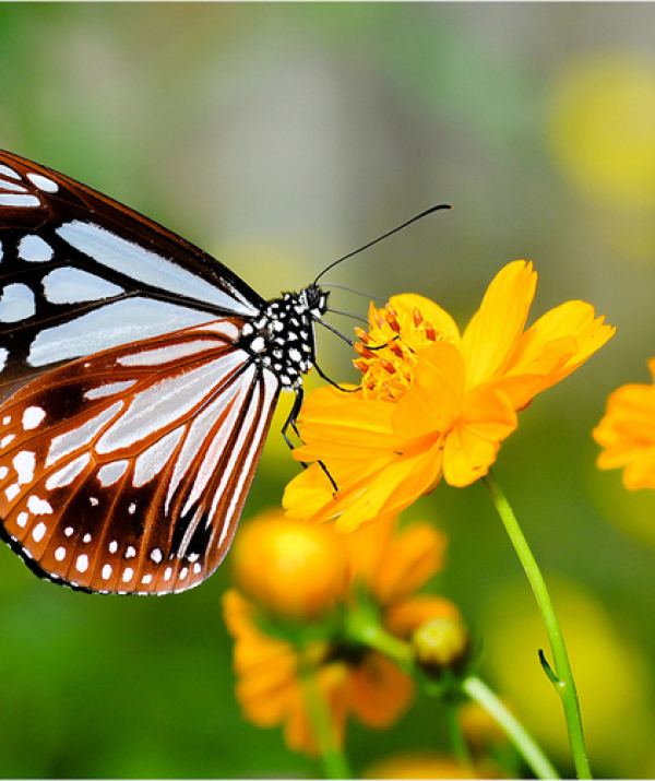 Văn học Phật giáo - Tình bướm