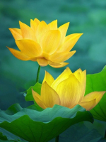 Kinh là do Phật nói, lý giải là do Bồ-tát làm